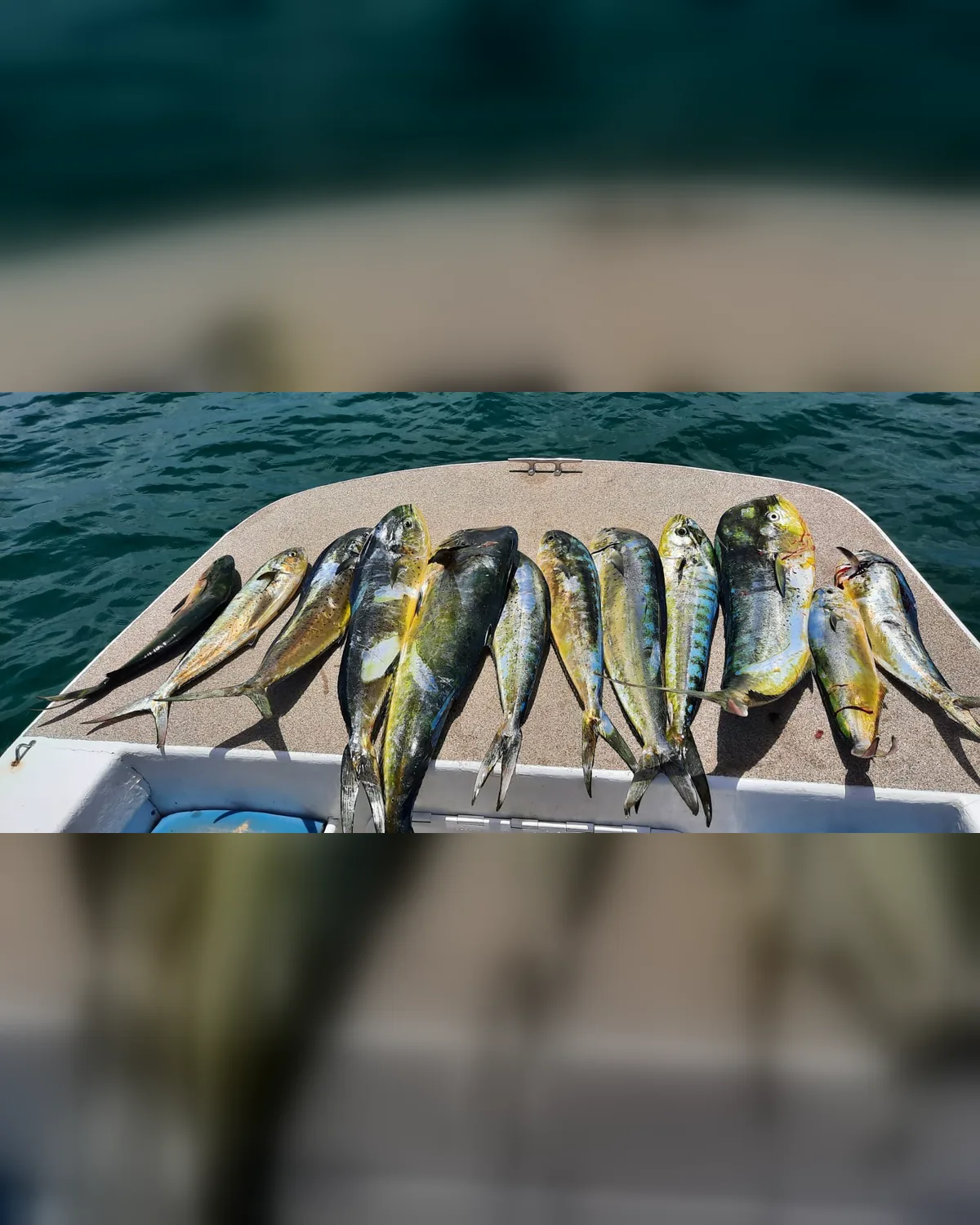A dozen mahi laid out across the bow at the end of the day