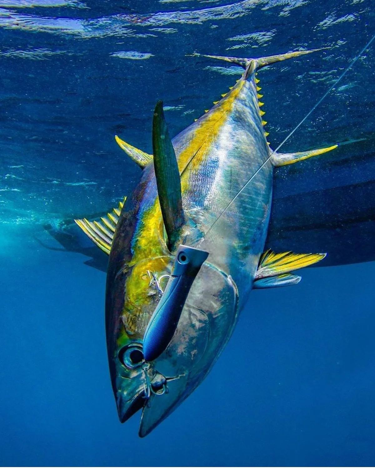 A yellowfin tuna on a popper, seen from below in clear blue water