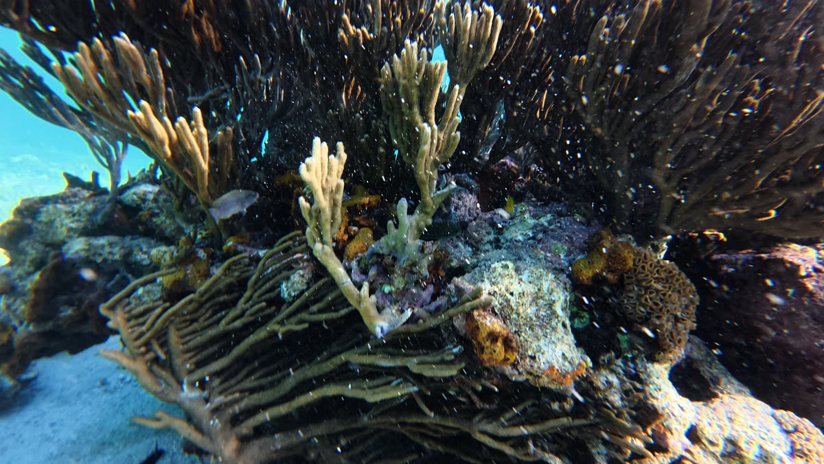 A garden of soft corals and sponges along the reef
