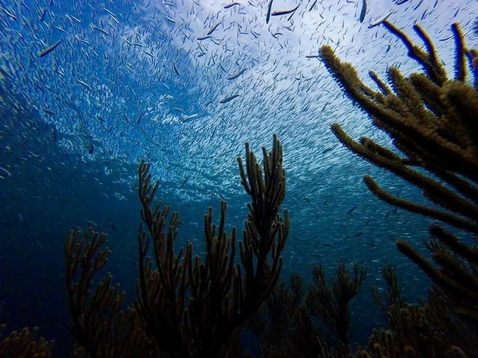 Sea rods on the reef under a shimmering school of baitfish, seen from below