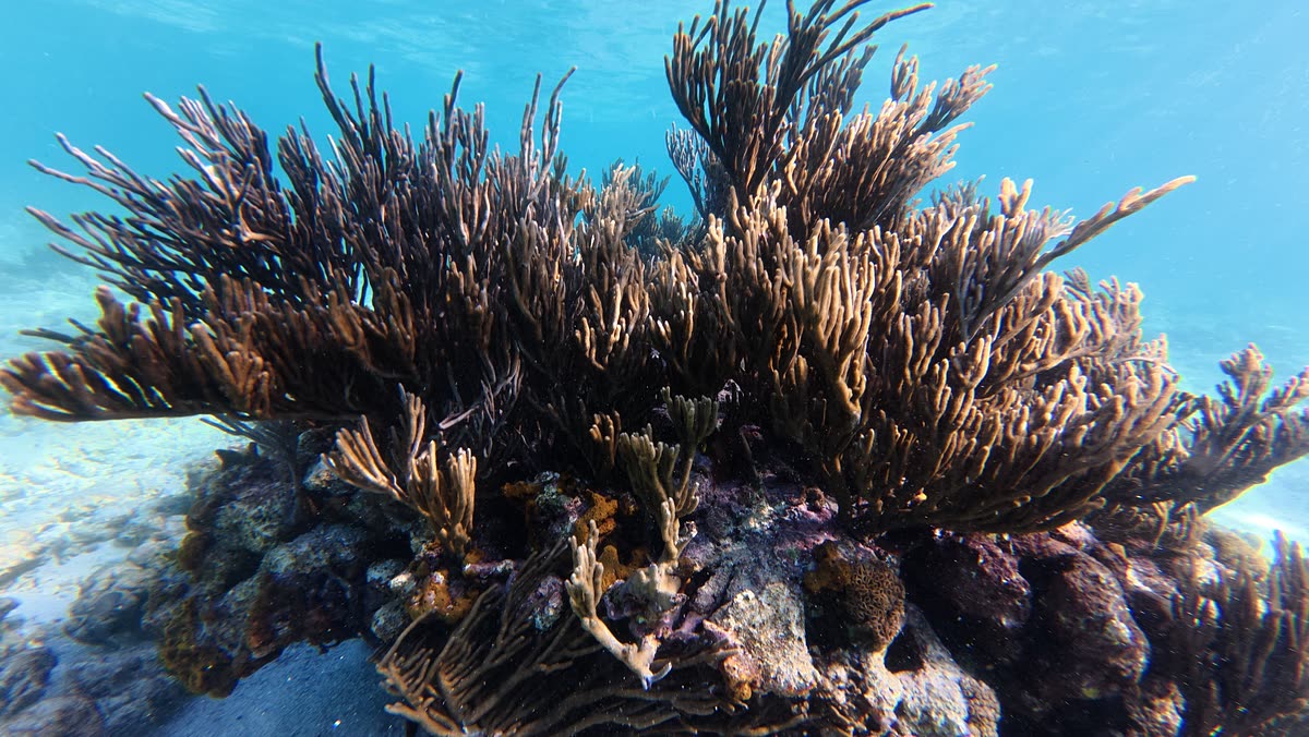 Sea fans standing up off the coral in bright shallow water