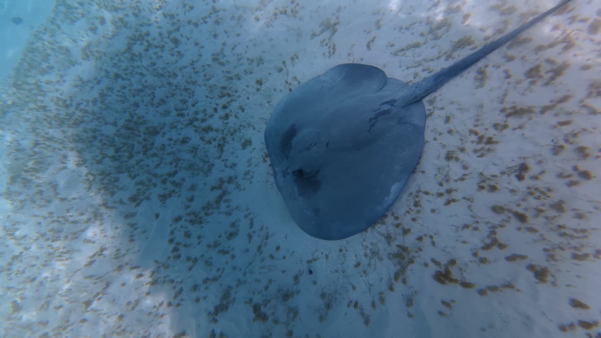A stingray gliding over the white sand bottom, its tail trailing behind