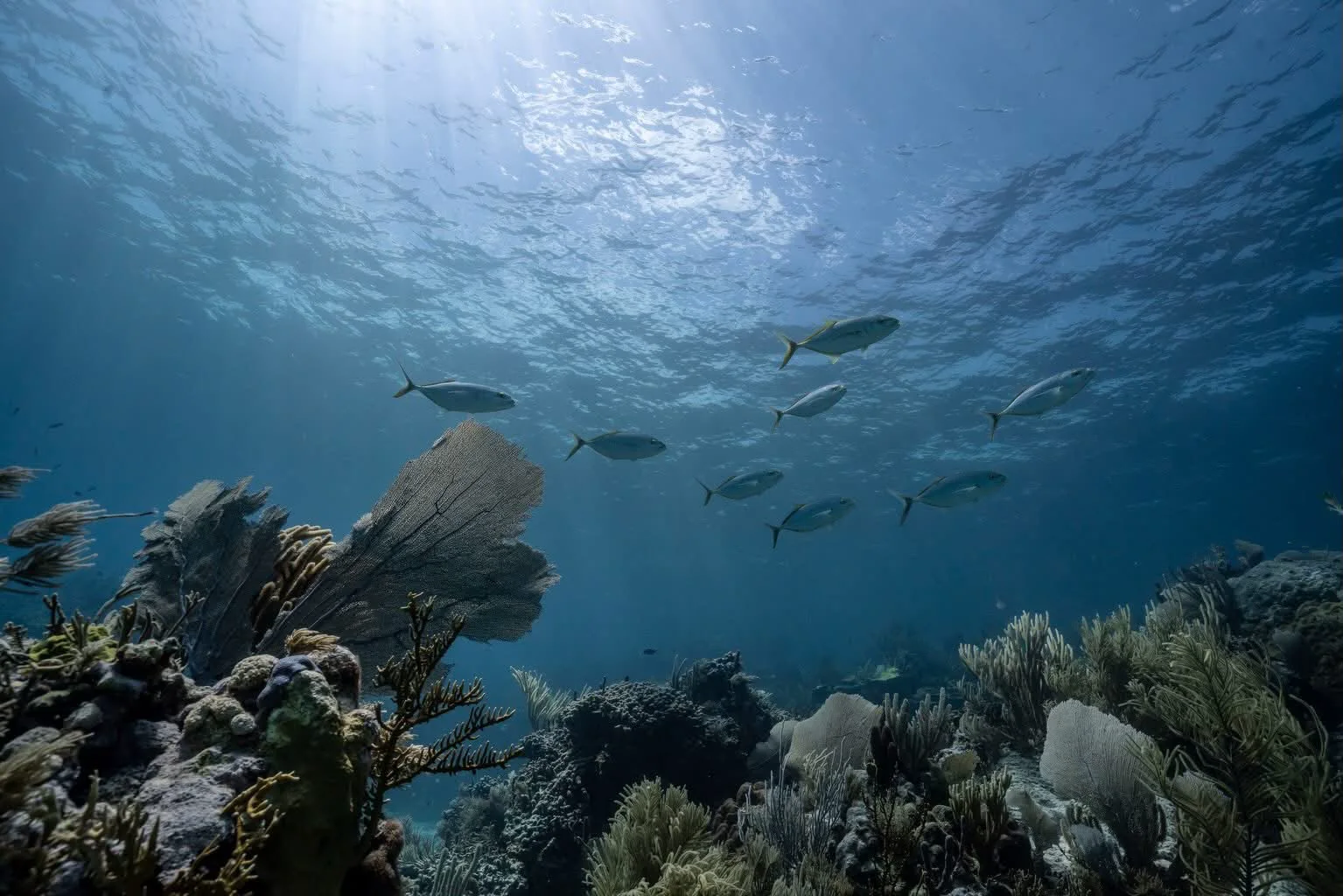 A school of fish over the sea fans in clear shallow water