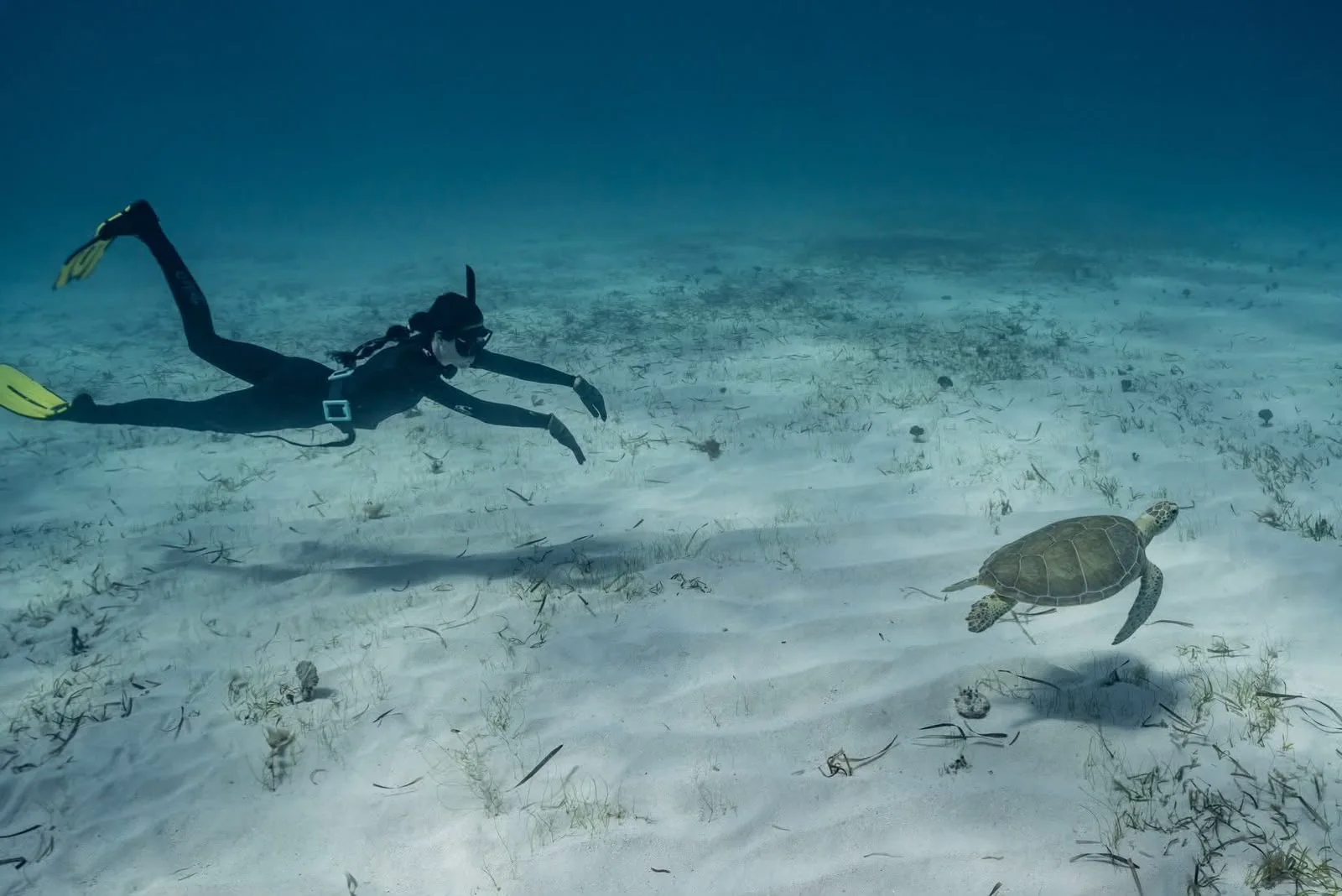 A free-diver swimming down toward a turtle resting on the sand