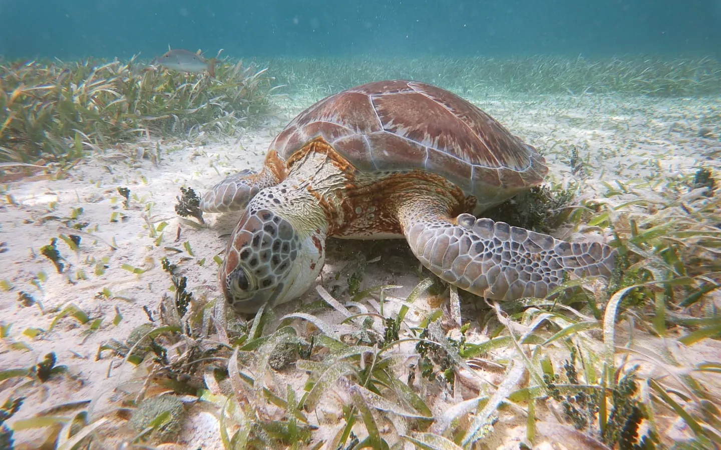 A green turtle resting on the seagrass and sand in the shallows