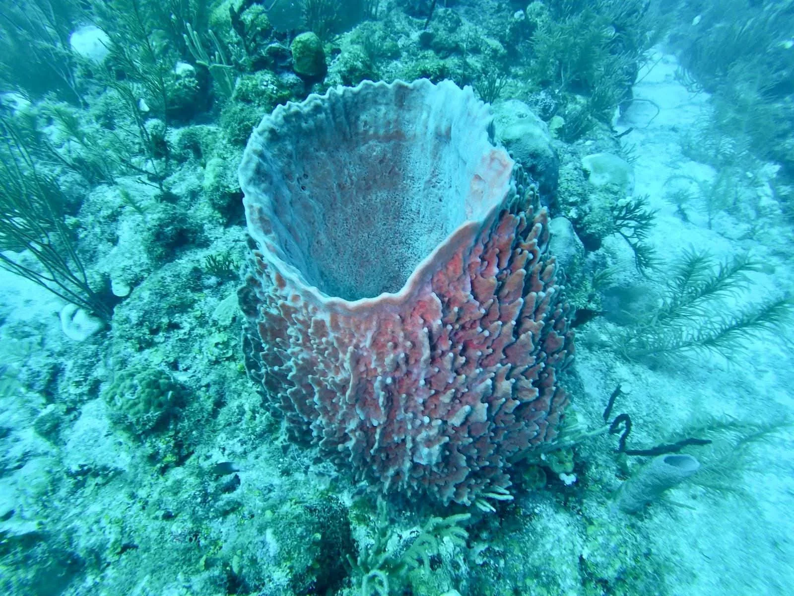 A barrel sponge standing on the reef in clear turquoise water