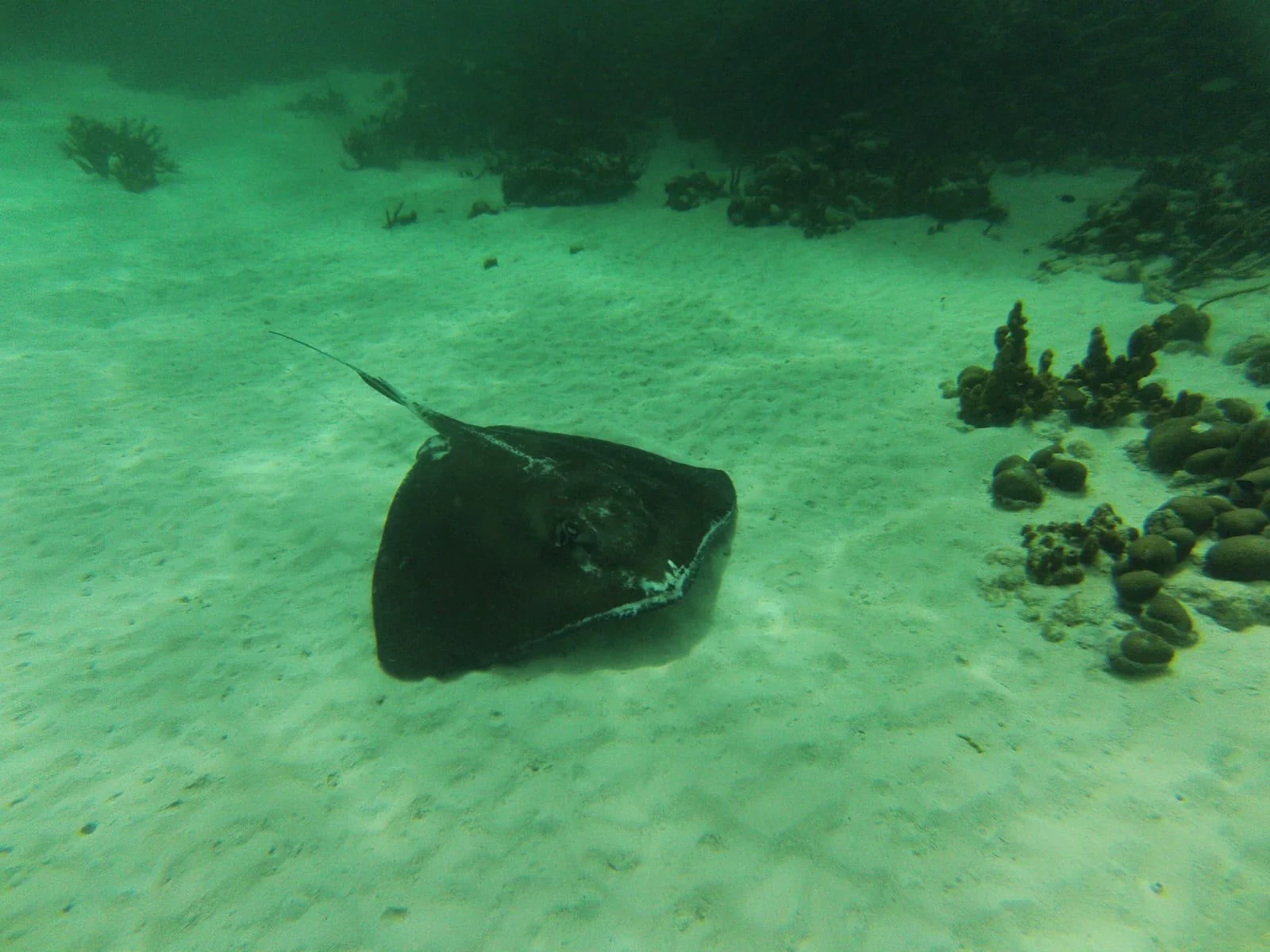 A stingray crossing the pale sand between coral heads