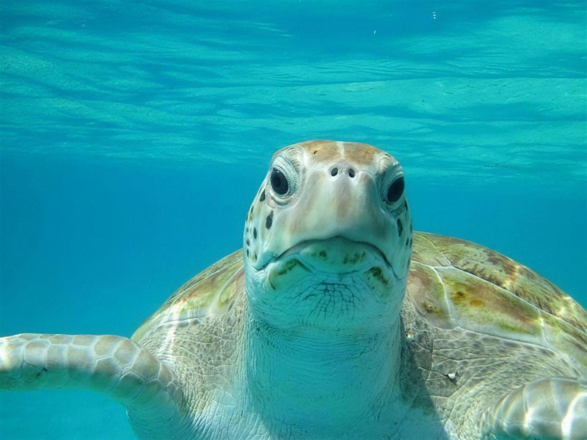 A green sea turtle face to face with the camera in clear turquoise water